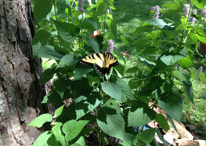 anise hyssop