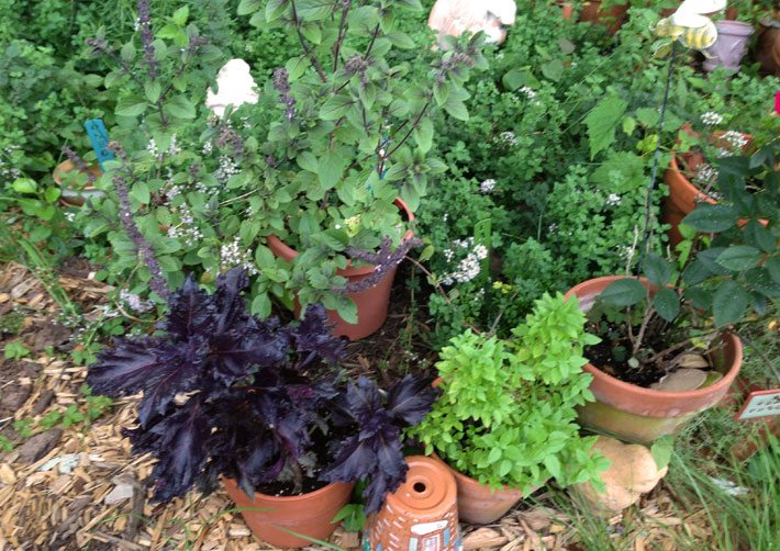 variety of basil