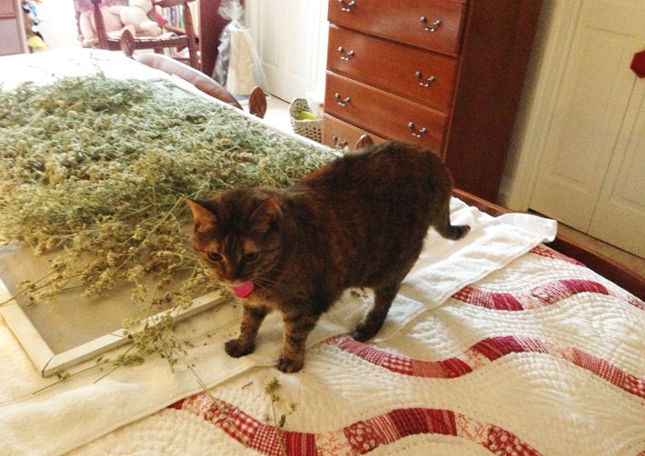 catnip drying