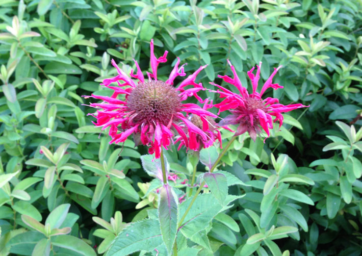 Monarda