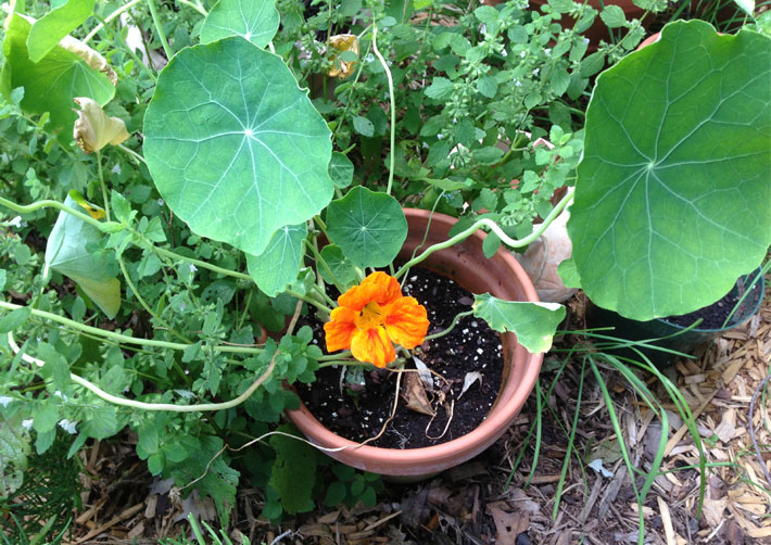 Edible Nasturtium