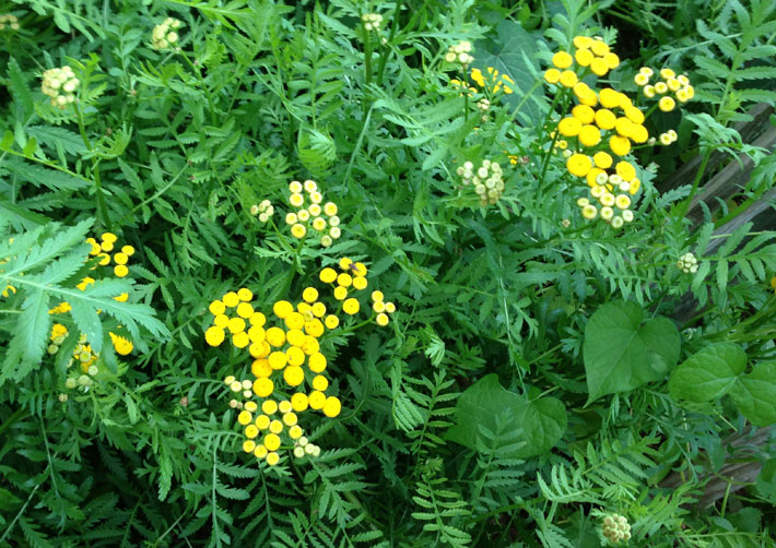 Tansy