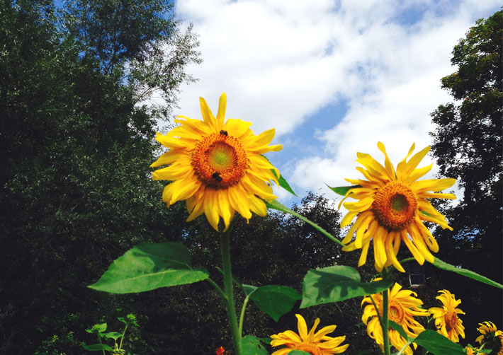 sunflowers