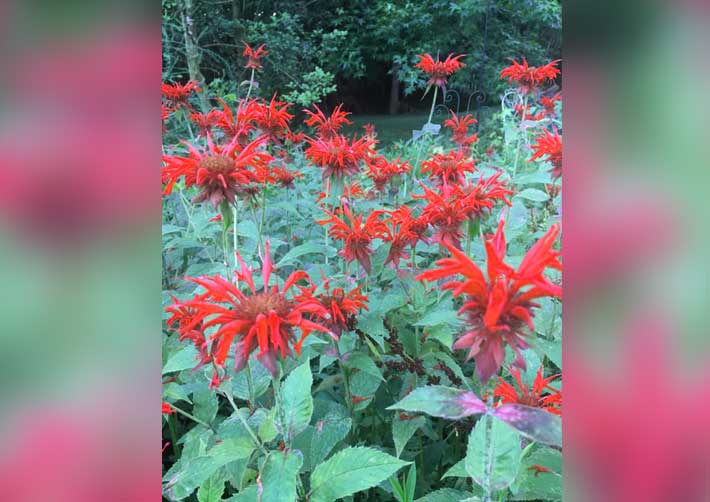 Monarda (Bee balm) - a pollinator favorite