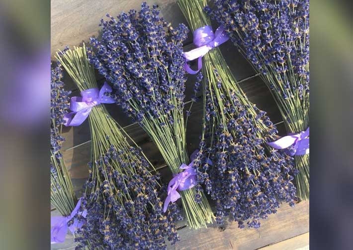 Lavender ready for market - Deb Knight