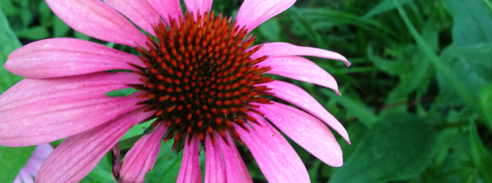 coneflower